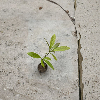Avocado Tree – Persea americana  Live Avocado Seedling | 15” Tall – Trimmed & Ready to Plant Tropical Fruit Tree • Garden or Container Growing
