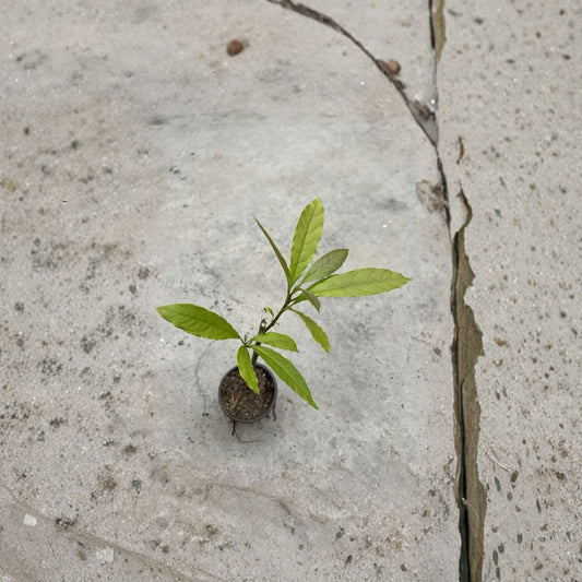 Avocado Tree – Persea americana  Live Avocado Seedling | 15” Tall – Trimmed & Ready to Plant Tropical Fruit Tree • Garden or Container Growing
