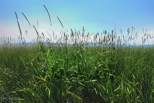 Creeping Meadow Foxtail (Alopecurus arundinaceus)