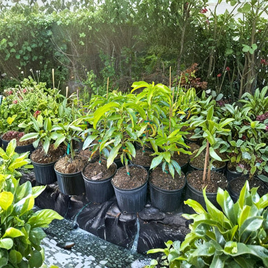 Ceci Love Dwarf Mango Tree – Mangifera indica Grafted Live Tree | 2–4 Feet Tall | Compact Growth  Ultra-Sweet Indochinese Hybrid | Fiberless | Ships to All States