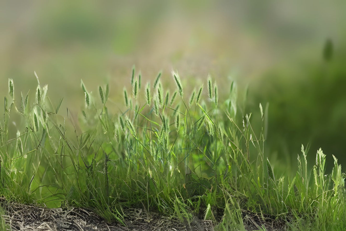 Virginia Wildrye (Elymus virginicus)