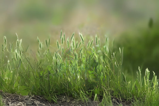 Virginia Wildrye (Elymus virginicus)