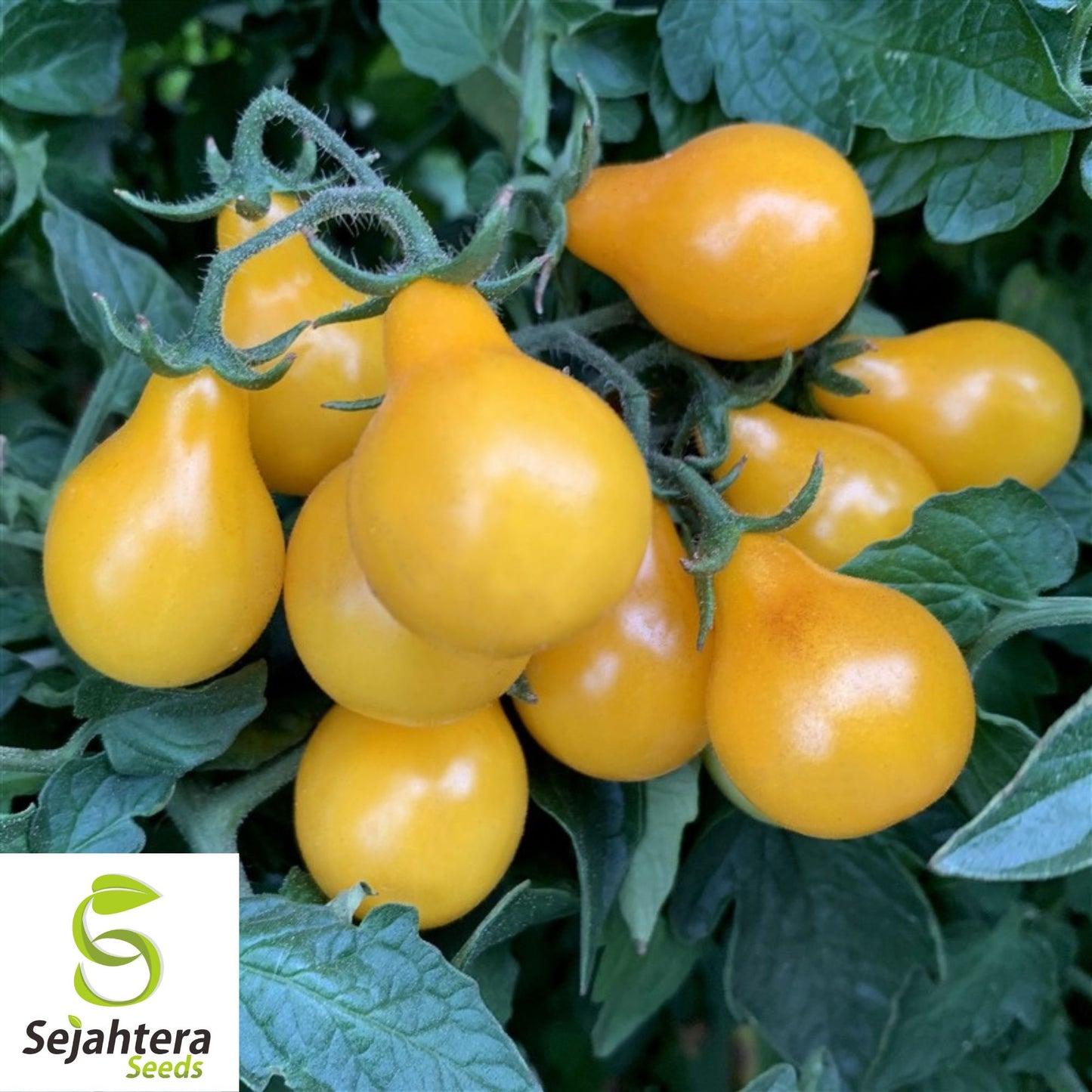 Yellow Pear Tomato Seeds - 120+ Heirloom, Organic, Non-GMO & Sweet