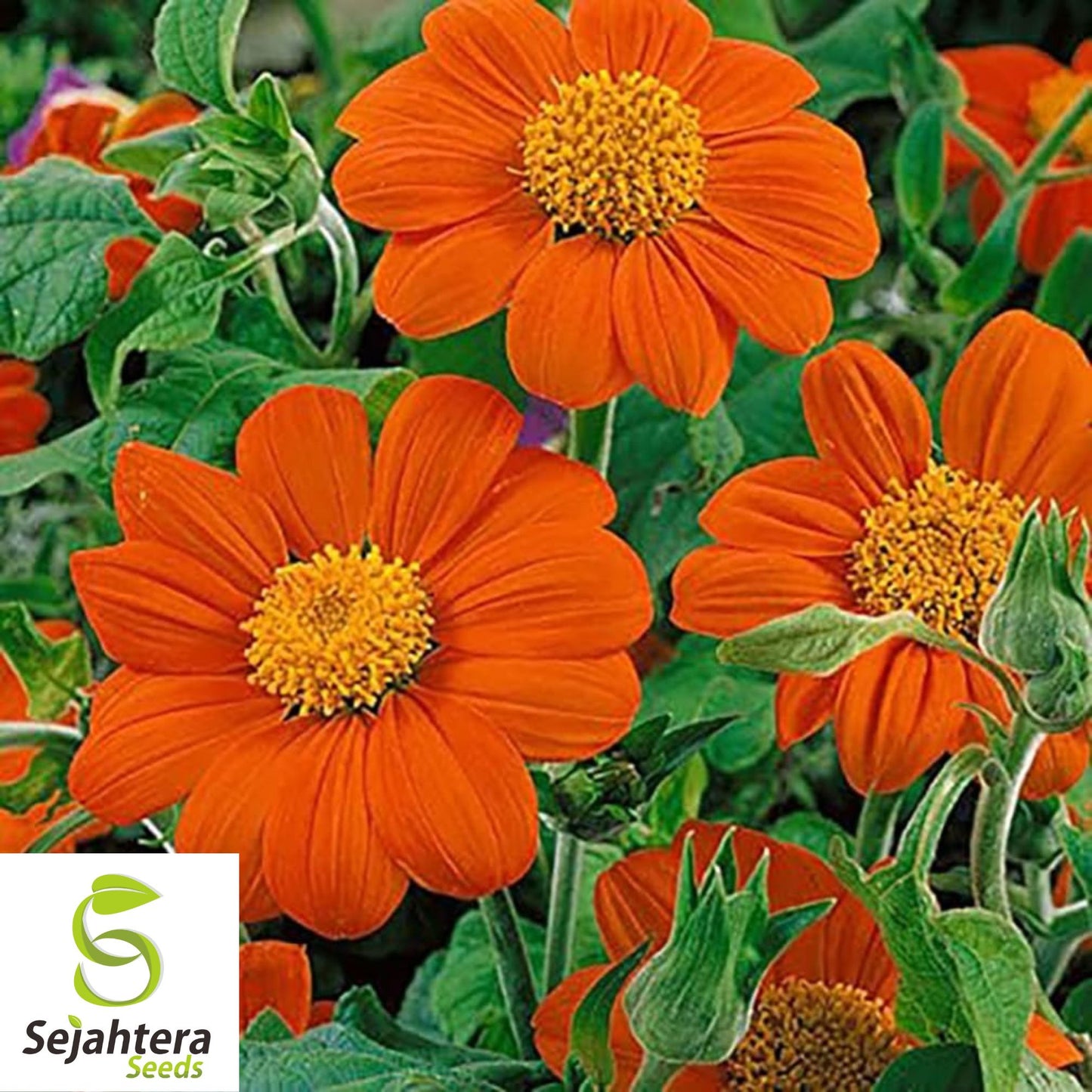 Mexican Torch Sunflower Seeds - 200+ Heirloom, Pollinator-Friendly & Bright