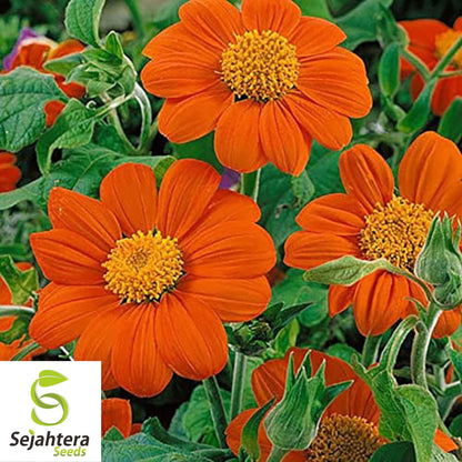 Mexican Torch Sunflower Seeds - 200+ Heirloom, Pollinator-Friendly & Bright