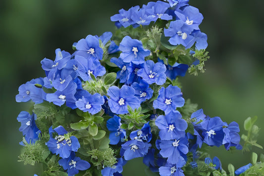 LARGE LIVE Blue My Mind Dwarf Morning Glory Plant, Vibrant Blue Flowers, Evolvulus Hybrid, 6in Pot Size