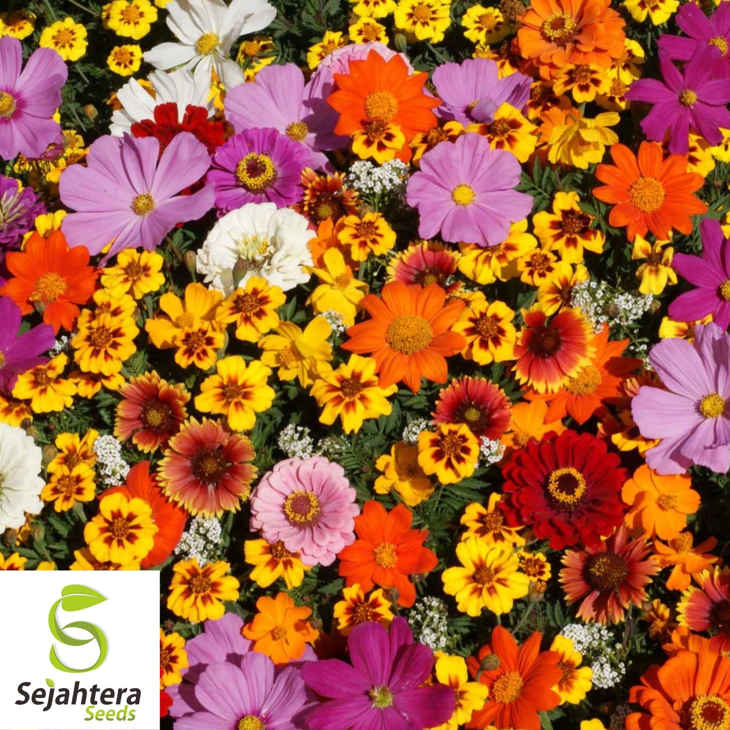 100+ Monarch Butterfly Wildflower Mix Seeds - Colorful Blooms & Milkweed