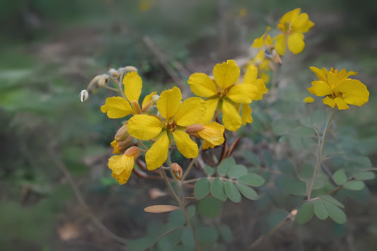 Organic Senna Covesii Seeds - 10 Pack - Desert Senna, Coues Senna, Rattleweed, Rattlebox - Eco-Friendly Gardening