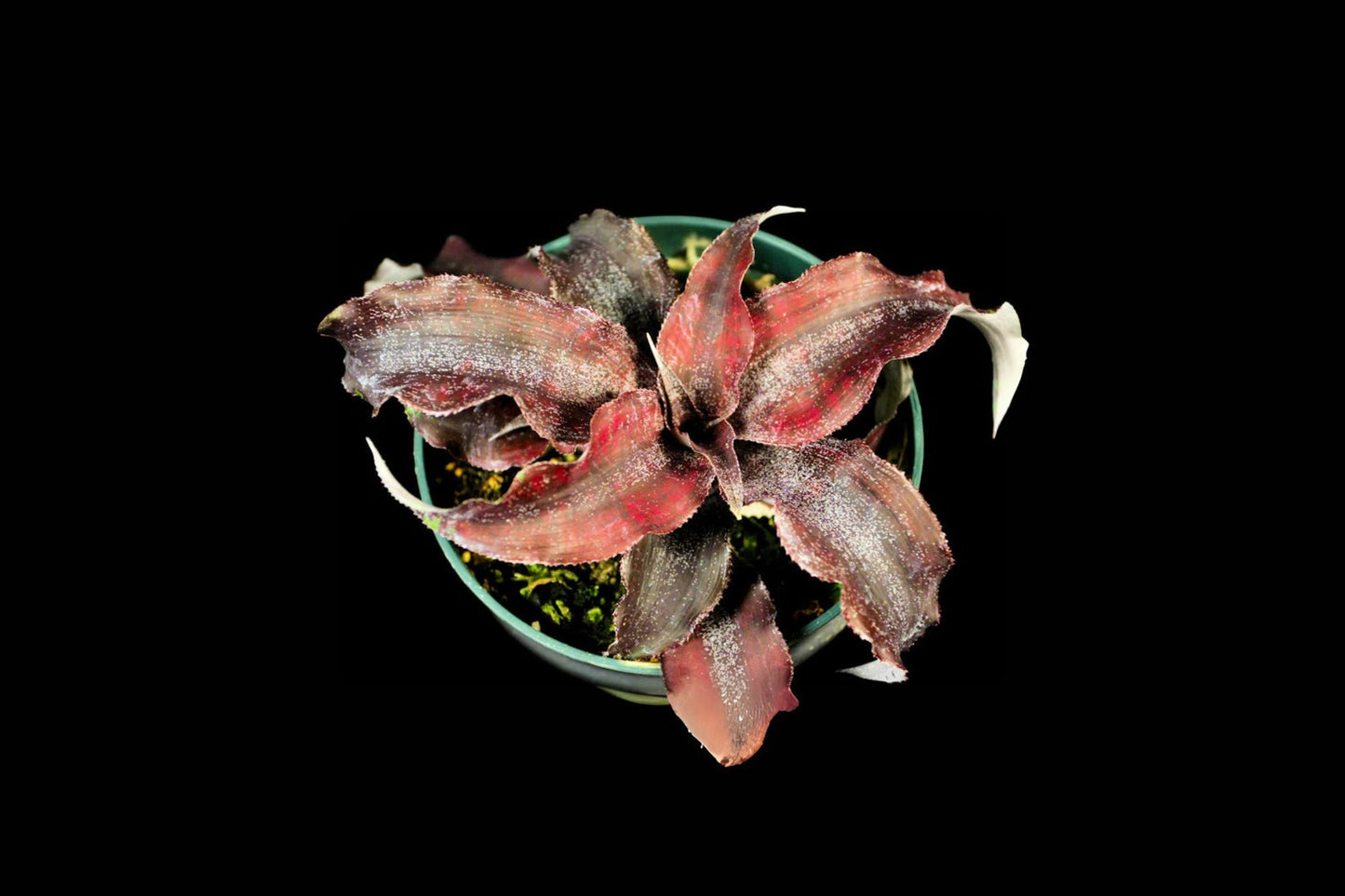 Cryptanthus Plant 4" Pot Wild Cherry Cryptanthus bivittatus - Vibrant Indoor Tropical Houseplant, Easy Care, Unique Foliage