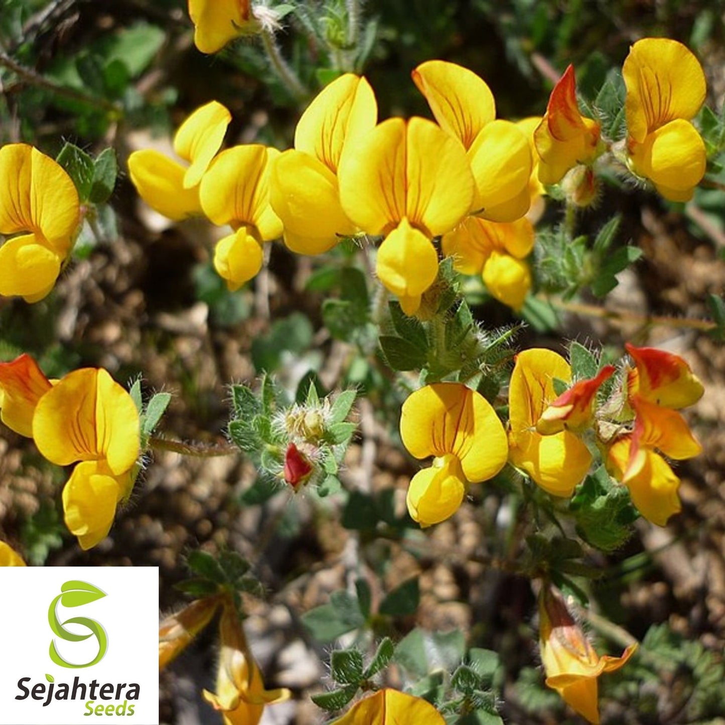 300+ Bird's Foot Trefoil Seeds - Lotus Corniculatus, Perennial Flower
