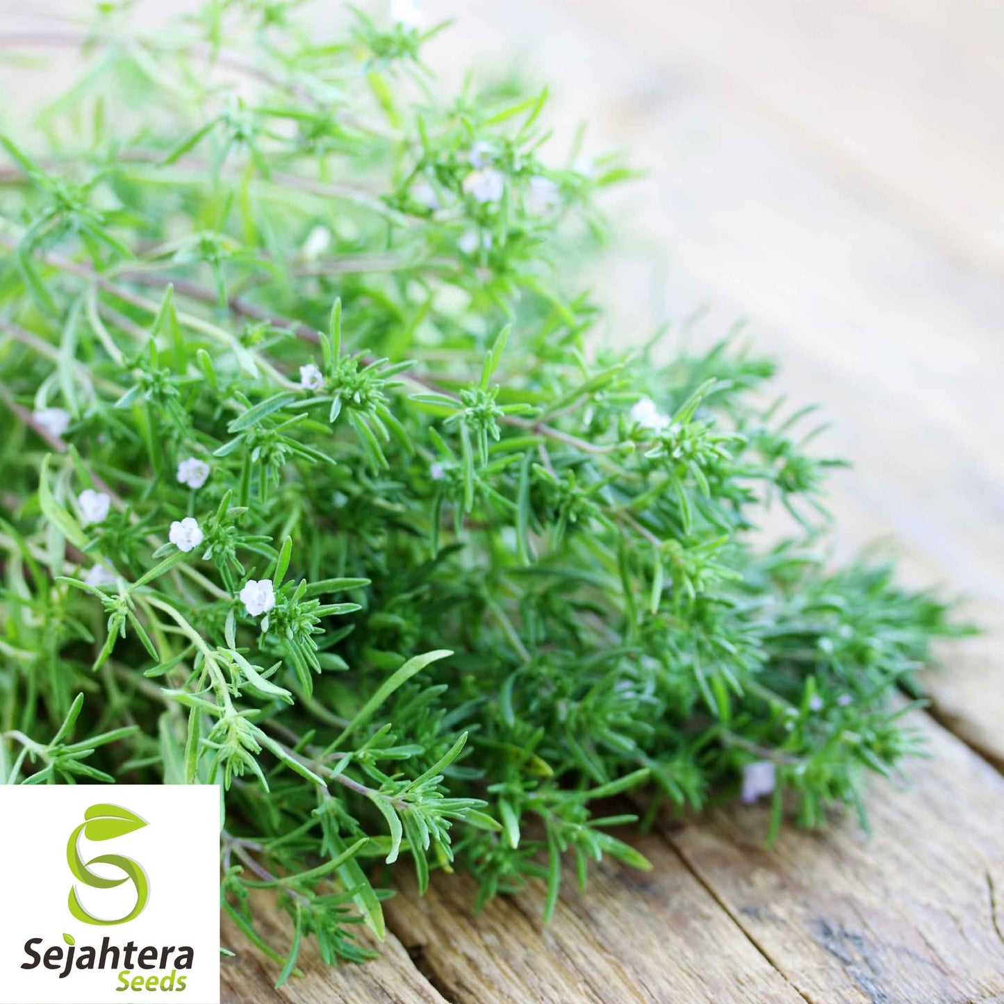 1200+ Summer Savory Seeds - Non-GMO, Heirloom & Aromatic Culinary Herb