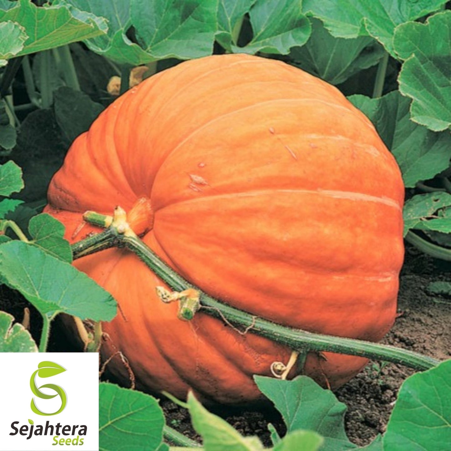 Mammoth Gold Giant Pumpkin Seeds 10 Ct | 40-60 lbs NON-GMO USA