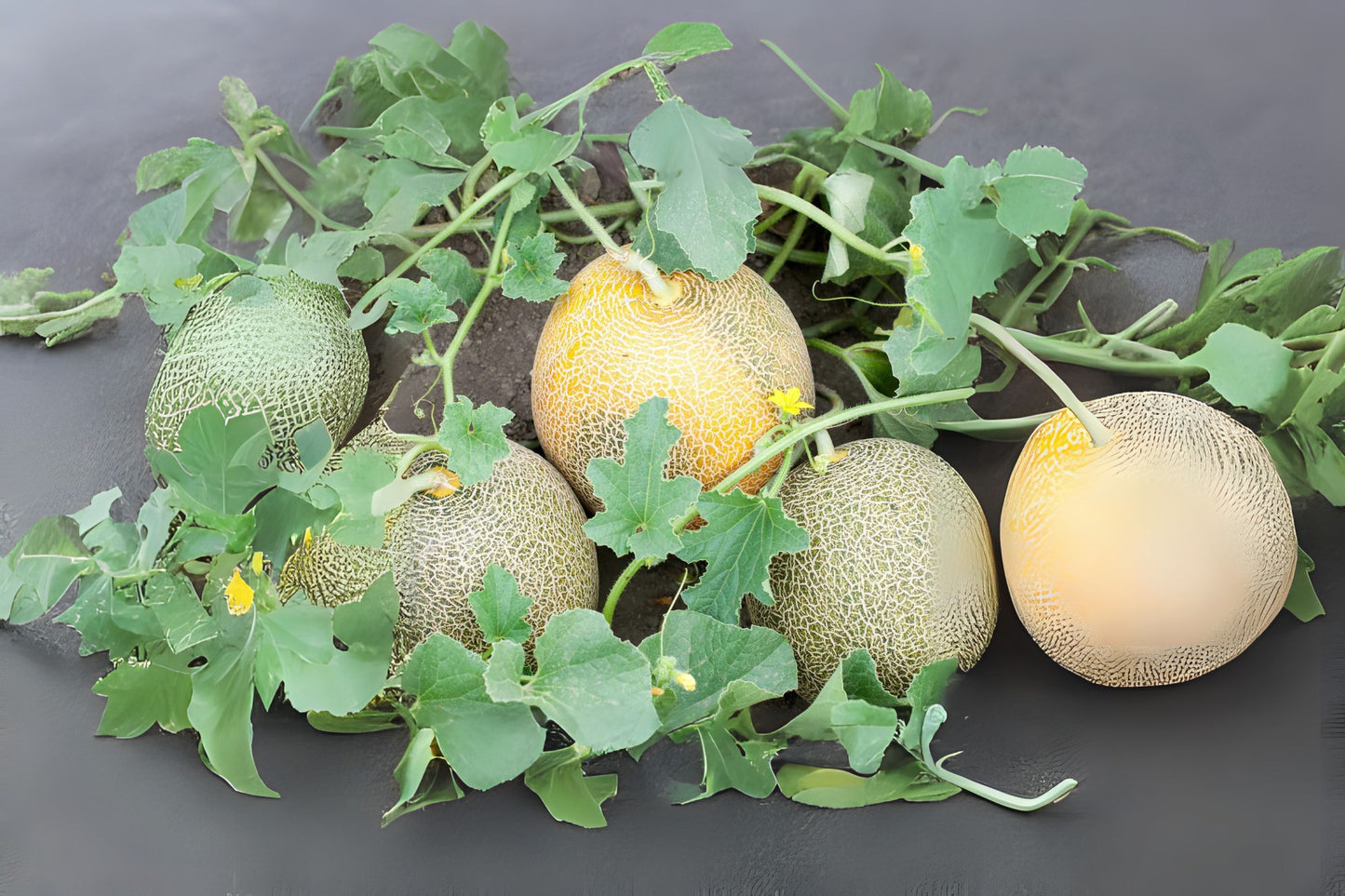 Cantaloupe Seeds 20 Pack - Organic Rockmelon Seeds - Cucumis melo - Handpicked for Home Gardening