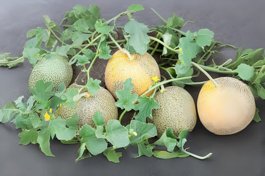 Cantaloupe Seeds 20 Pack - Organic Rockmelon Seeds - Cucumis melo - Handpicked for Home Gardening