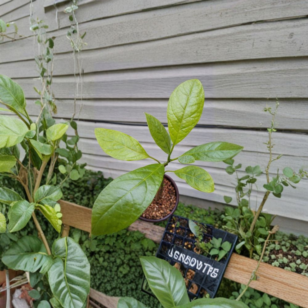 Hass Avocado Tree – Persea americana  Live Hass Avocado Plant | 6–12 Inches Tall Tropical Fruit Tree Starter • Ships via USPS Ground Advantage