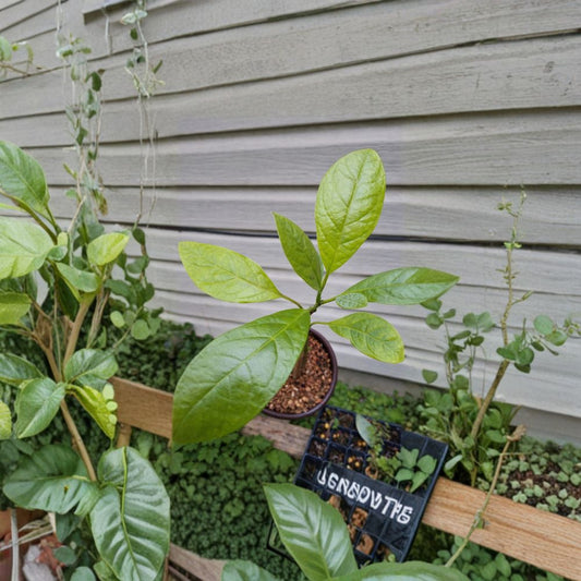 Hass Avocado Tree – Persea americana  Live Hass Avocado Plant | 6–12 Inches Tall Tropical Fruit Tree Starter • Ships via USPS Ground Advantage