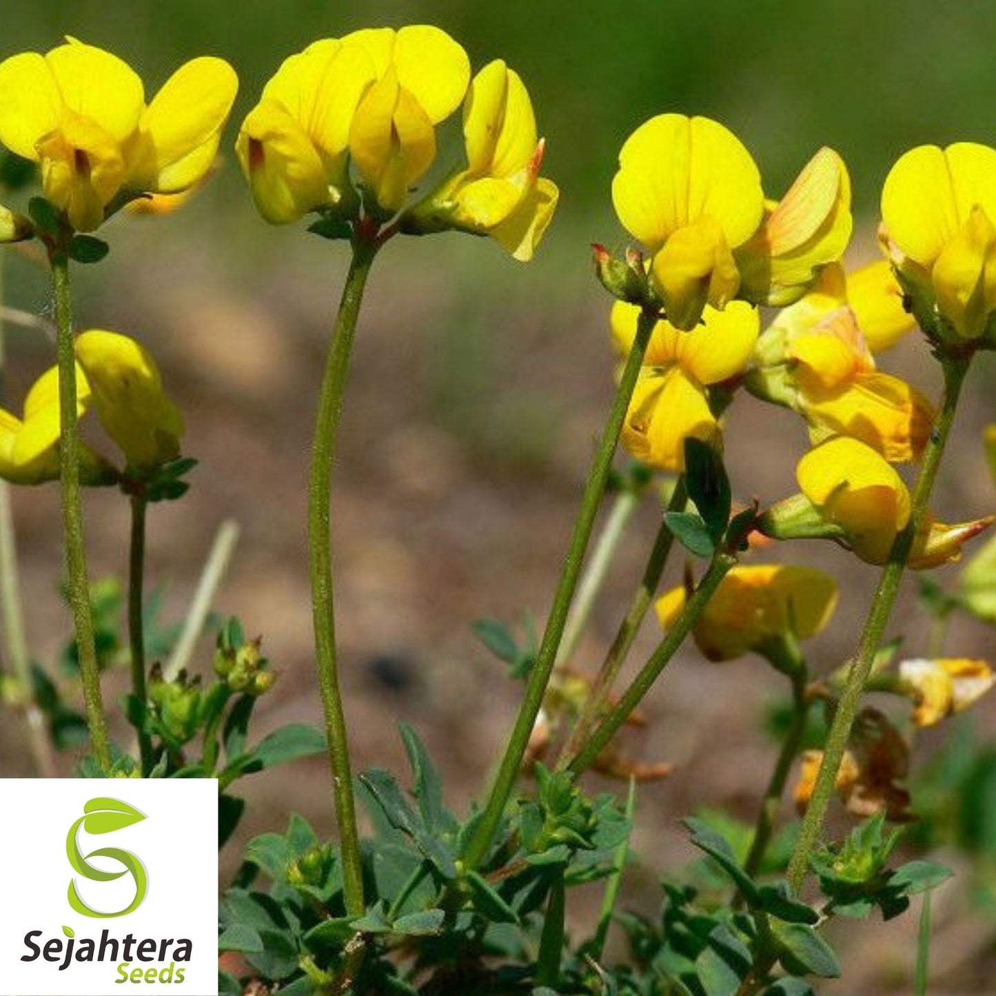 300+ Bird's Foot Trefoil Seeds - Lotus Corniculatus, Perennial Flower