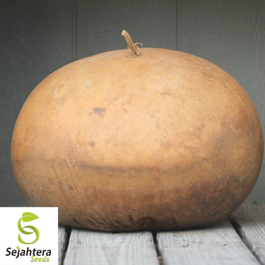 Bushel Gourd Seeds 5 Ct | GIANT Heirloom Vegetable Garden NON-GMO USA
