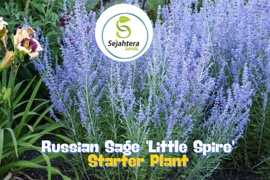 Perovskia Russian Sage Little Spire Hardy Live Starter Plant