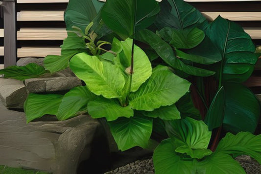 Anthurium Bonpand dii subsp. guayanum Plant – Unique Leaf Characteristics – Tropical Houseplant – Anthurium sp.