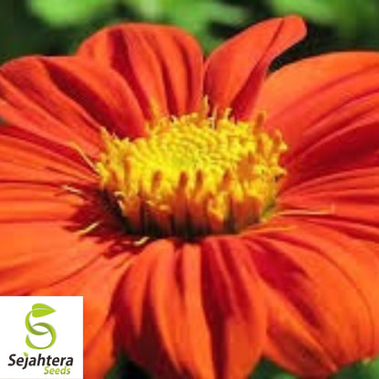 Mexican Torch Sunflower Seeds - 200+ Heirloom, Pollinator-Friendly & Bright
