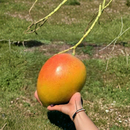 Ceci Love Dwarf Mango Tree – Mangifera indica Grafted Live Tree | 2–4 Feet Tall | Compact Growth  Ultra-Sweet Indochinese Hybrid | Fiberless | Ships to All States