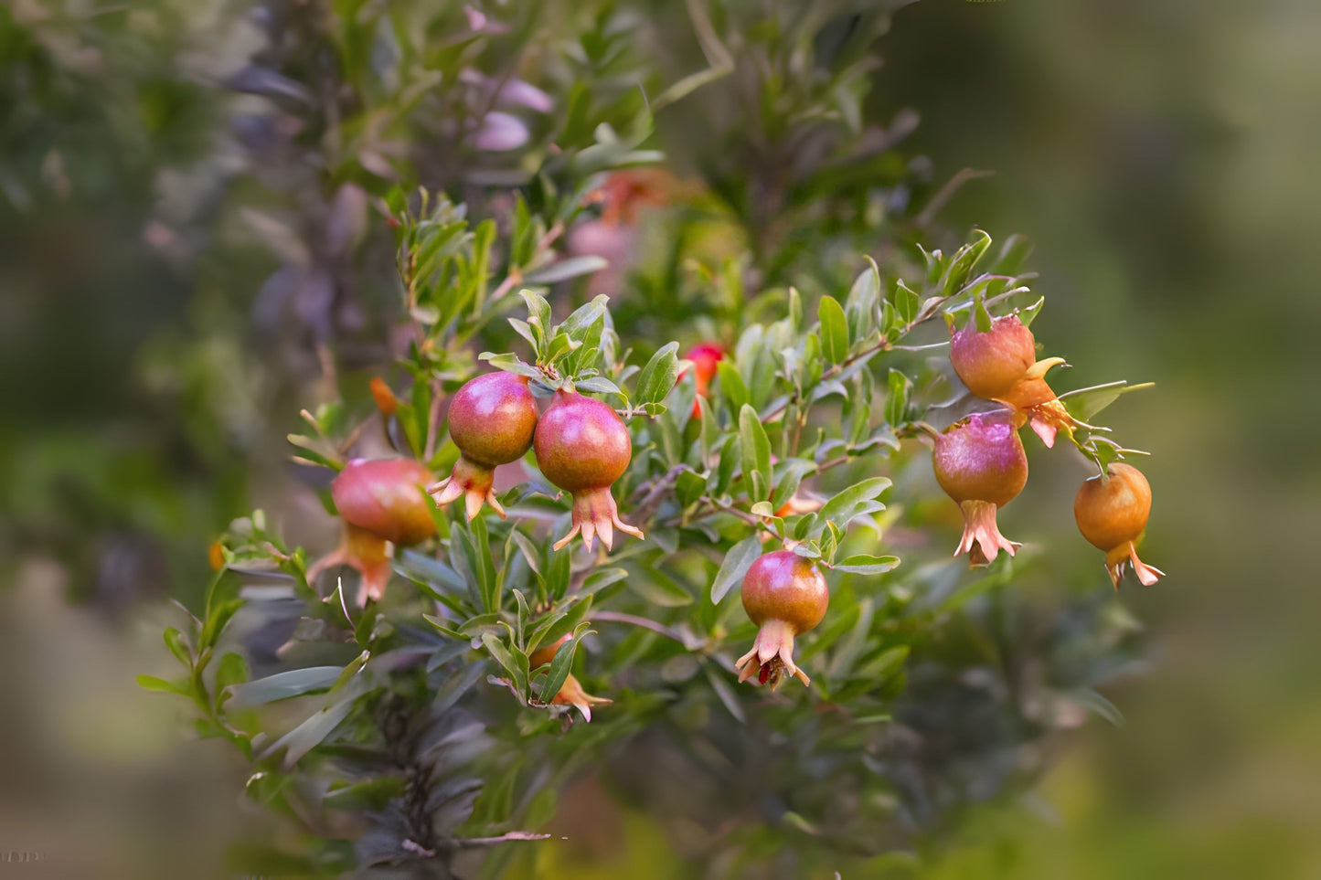Pomegranate Pomegranite (Punica granatum)