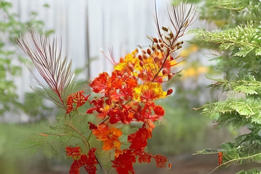 Organic Mexican Bird of Paradise Seeds - 10 Pack Caesalpinia pulcherrima | Handpicked | Free Shipping on $35+ Orders