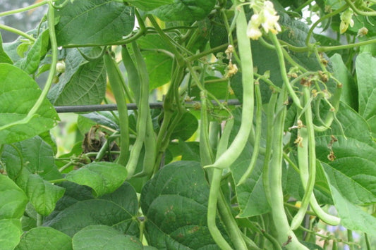 Kentucky Wonder Pole Bean (Phaseolus vulgaris 'Kentucky Wonder')