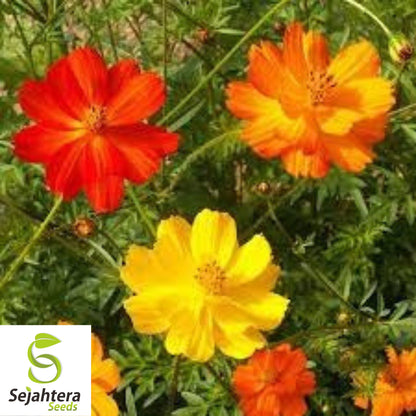 Sulphur Cosmos Seeds - 50+ Bright Lights, Non-GMO, Attracts Butterflies & Bees