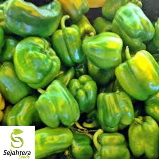 10+ California Wonder Bell Pepper Seeds - Heirloom, Non-GMO, Sweet & Fresh