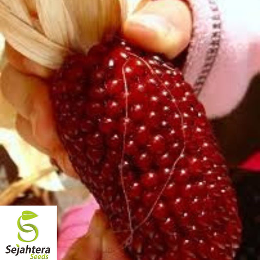 120+ Strawberry Ruby Corn Seeds – Heirloom, Organic, Rare Popcorn, Sweet & Nutty