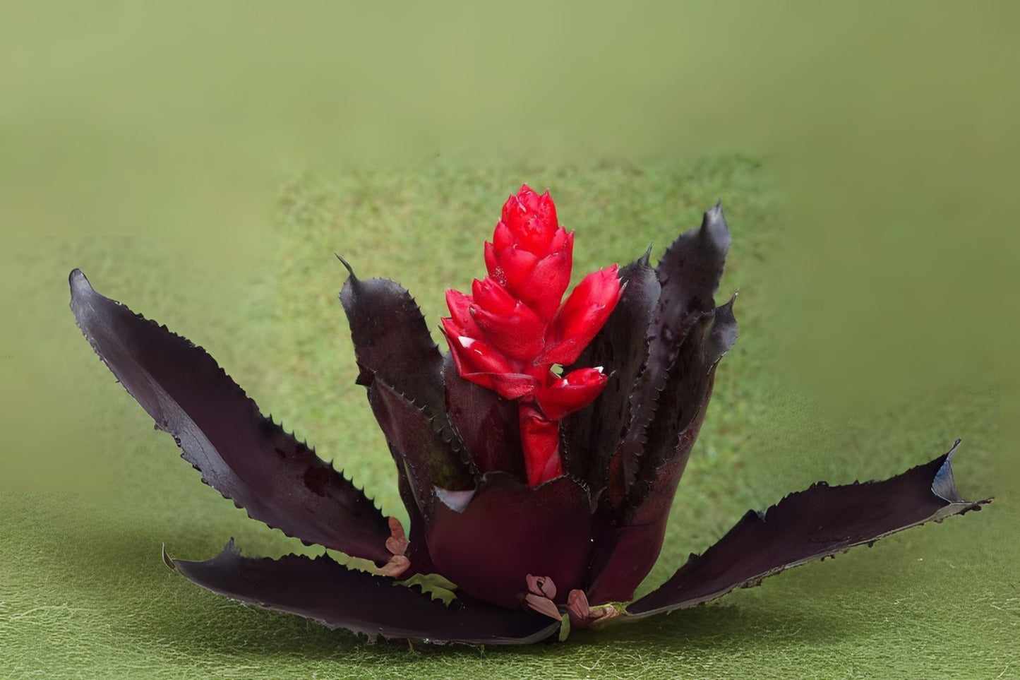 Quesnelia 'Black Knight' Plant | Rare Sepia Red/Black Leaves | Q. edmundoi var. rubrobracteata | Exotic Bromeliad for Collectors