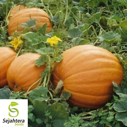 Mammoth Gold Giant Pumpkin Seeds 10 Ct | 40-60 lbs NON-GMO USA