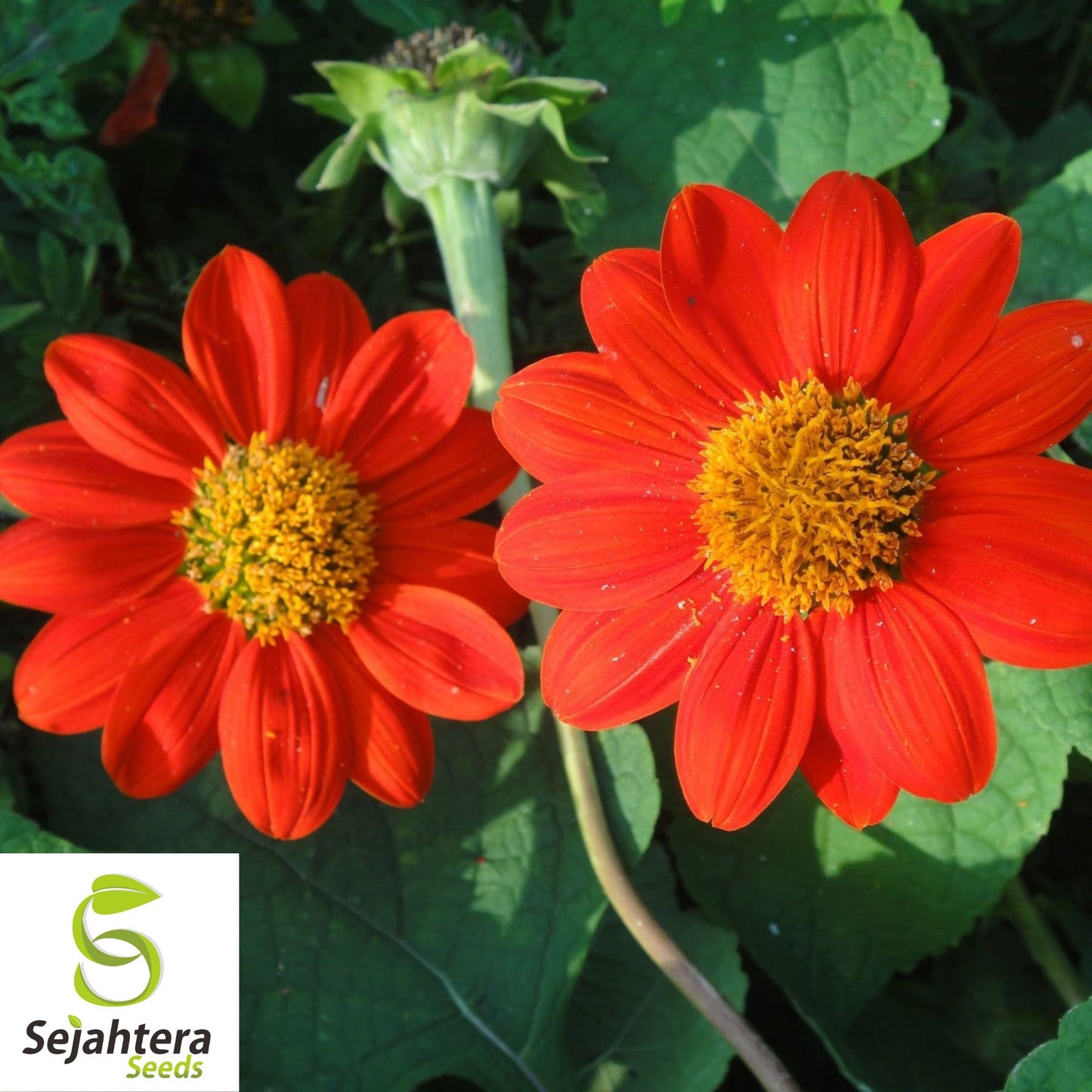Mexican Torch Sunflower Seeds - 200+ Heirloom, Pollinator-Friendly & Bright