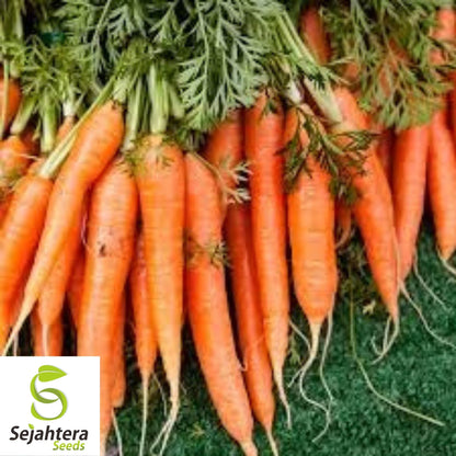 Scarlet Nantes Carrot Seeds 1000+ | Sweet Vegetable Garden NON-GMO USA