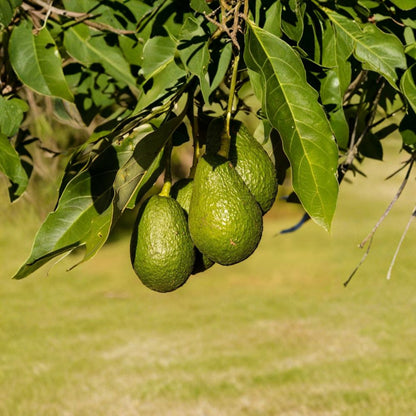 Hass Avocado Tree – Persea americana  Live Hass Avocado Plant | 6–12 Inches Tall Tropical Fruit Tree Starter • Ships via USPS Ground Advantage