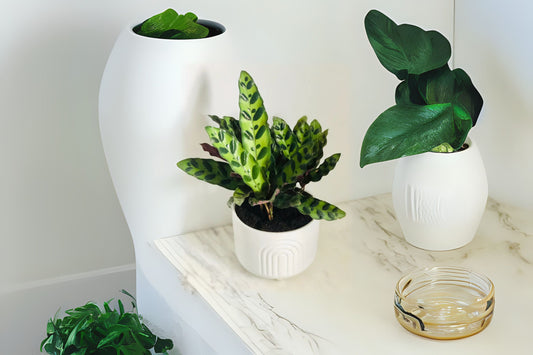 Calathea Rattlesnake Plant 6in Pot - Houseplant for Interior Decor (Calathea lancifolia)