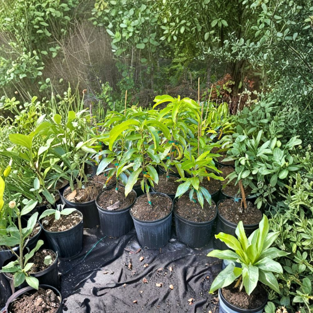 Baptiste Haitian Mango Tree – Mangifera indica Grafted Live Tree | 2–4 Feet Tall | Premium Caribbean Variety  Rich Tropical Flavor | Fiberless | Ships to All States