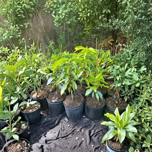 Baptiste Haitian Mango Tree – Mangifera indica Grafted Live Tree | 2–4 Feet Tall | Premium Caribbean Variety  Rich Tropical Flavor | Fiberless | Ships to All States
