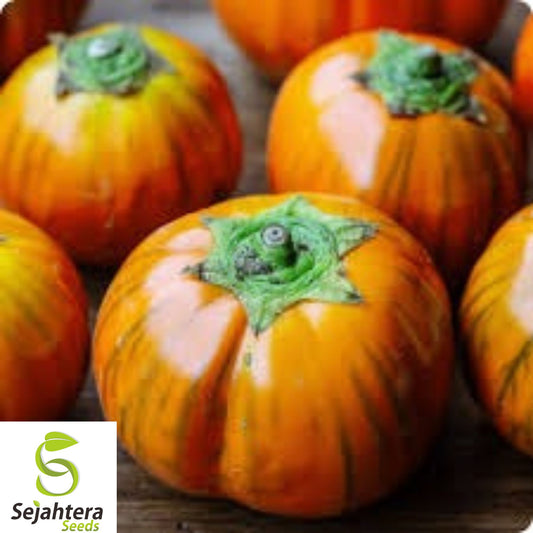 25+ Turkish Orange Eggplant Seeds - Heirloom, Organic, Non-GMO, Rare & Unique