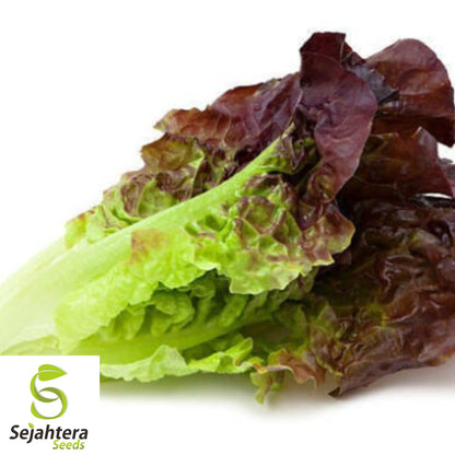 1000 Red Romaine Lettuce Seeds - Non-GMO, Crisp & Vibrant Heirloom Variety