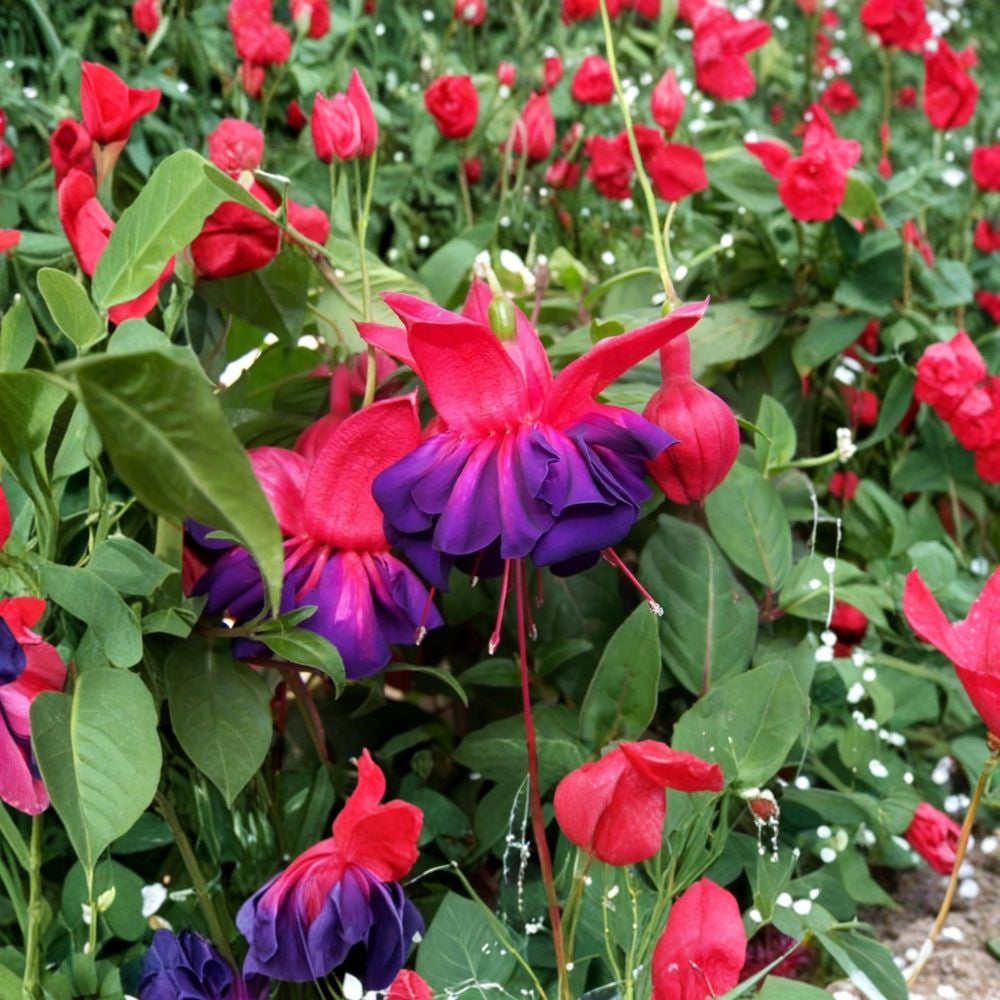 Fuchsia ‘Voodoo’ – Fuchsia hybrid Live Flowering Plant | Large Double Blooms | Shipped in 6 Inch Pot  Trailing Basket Favorite | Red & Purple Flowers | Summer to Fall Bloomer