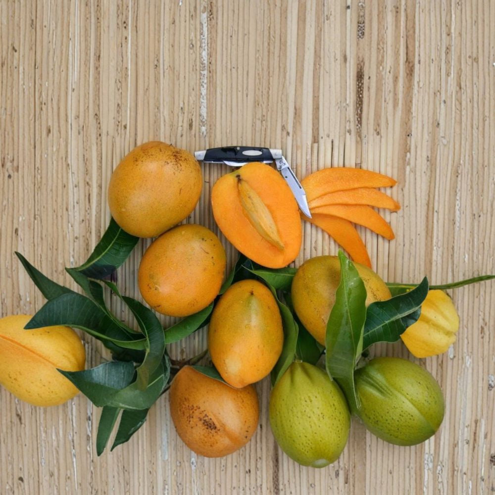 Baptiste Haitian Mango Tree – Mangifera indica Grafted Live Tree | 2–4 Feet Tall | Premium Caribbean Variety  Rich Tropical Flavor | Fiberless | Ships to All States
