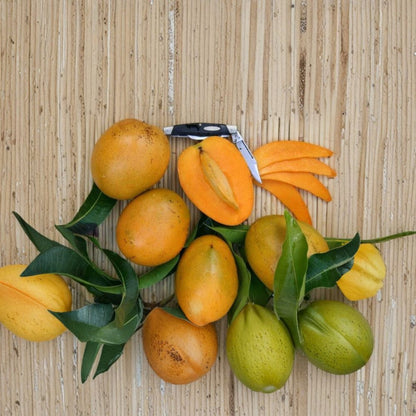 Baptiste Haitian Mango Tree – Mangifera indica Grafted Live Tree | 2–4 Feet Tall | Premium Caribbean Variety  Rich Tropical Flavor | Fiberless | Ships to All States