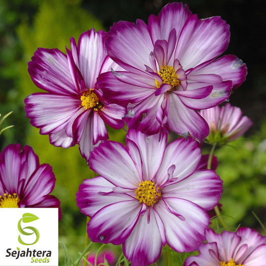 100 Cosmos Picotee Seeds - Cosmo Bipinnatus, Stunning Flowers, USA