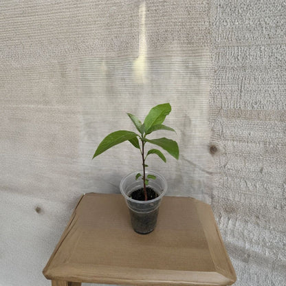 Avocado Tree – Persea americana  Live Avocado Plant | 10” Tall – Includes Pot Tropical Fruit Tree Starter • Ready to Plant