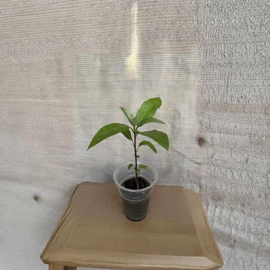 Avocado Tree – Persea americana  Live Avocado Plant | 10” Tall – Includes Pot Tropical Fruit Tree Starter • Ready to Plant
