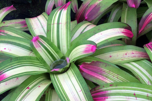 Bromeliad Plant 8" Pot Neoregelia Johannis Variegated Green & White Foliage with Pink Tips (Neoregelia Johannis)
