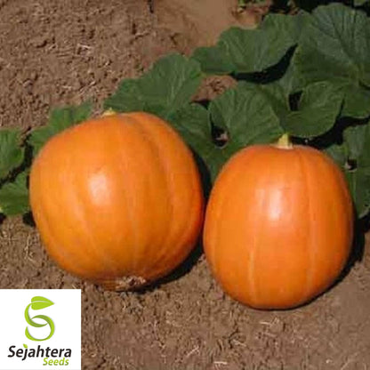 Mammoth Gold Giant Pumpkin Seeds 10 Ct | 40-60 lbs NON-GMO USA
